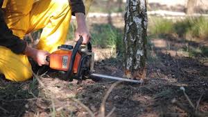 Best Arborist Consultation Services  in Four Square Mile, CO