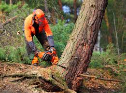 Best Tree and Shrub Care  in Four Square Mile, CO