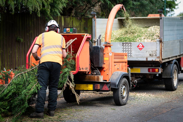 Best Organic Lawn Care Solutions  in Four Square Mile, CO