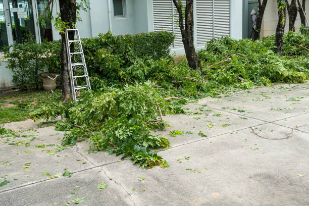 Best Stump Grinding and Removal  in Four Square Mile, CO