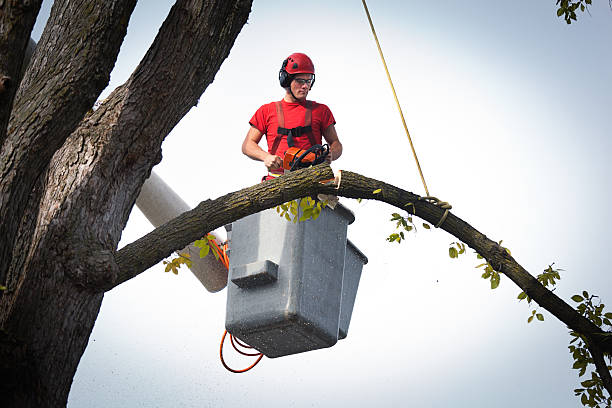 Best Tree Mulching  in Four Square Mile, CO
