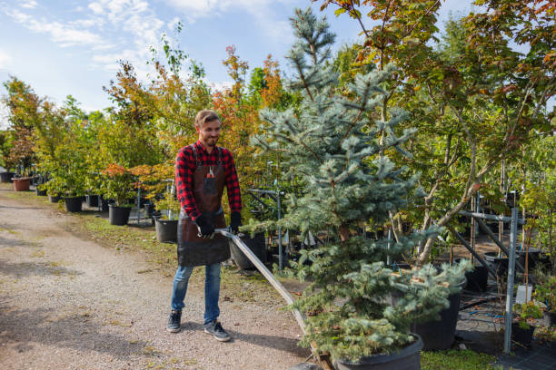 Best Tree Removal  in Four Square Mile, CO