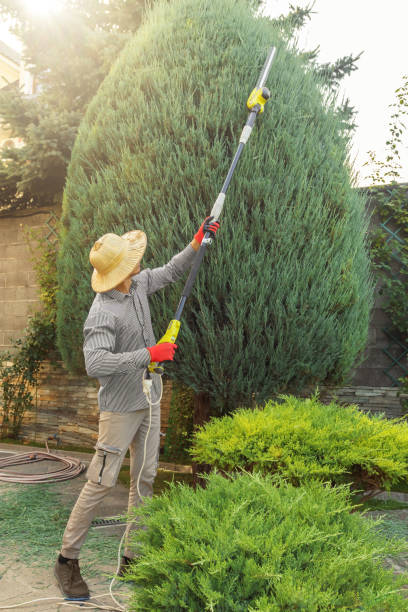 How Our Tree Care Process Works  in  Four Square Mile, CO