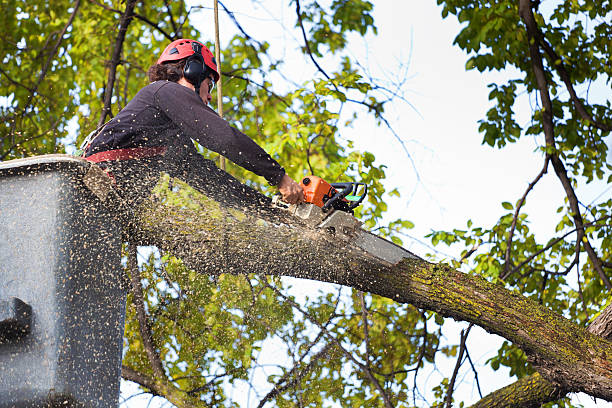 Best Tree Trimming and Pruning  in Four Square Mile, CO