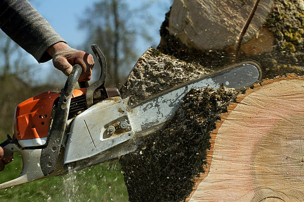Reliable Four Square Mile, CO Tree Services Solutions